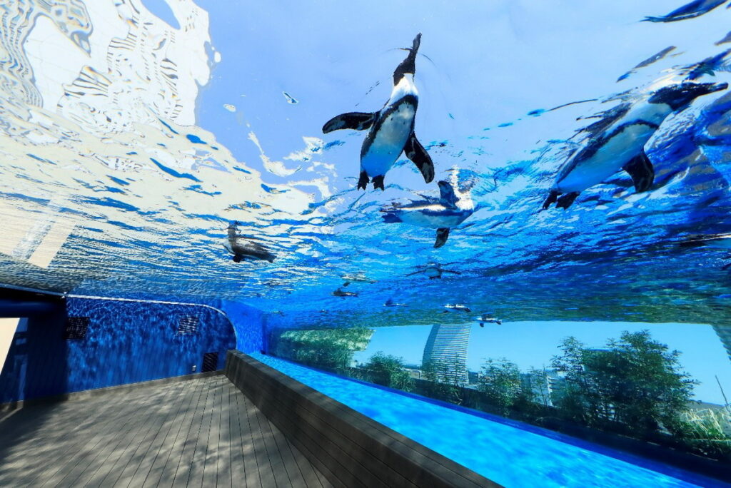 「天空綠洲」在室外區，寬敞透明的水槽，讓悠游的企鵝宛如翱翔在天際。（照片來源：©陽光水族館）